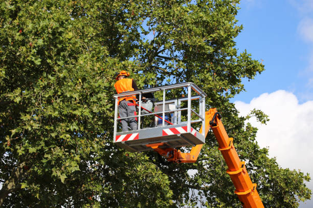 Best Fruit Tree Pruning  in Hlsboro, IL